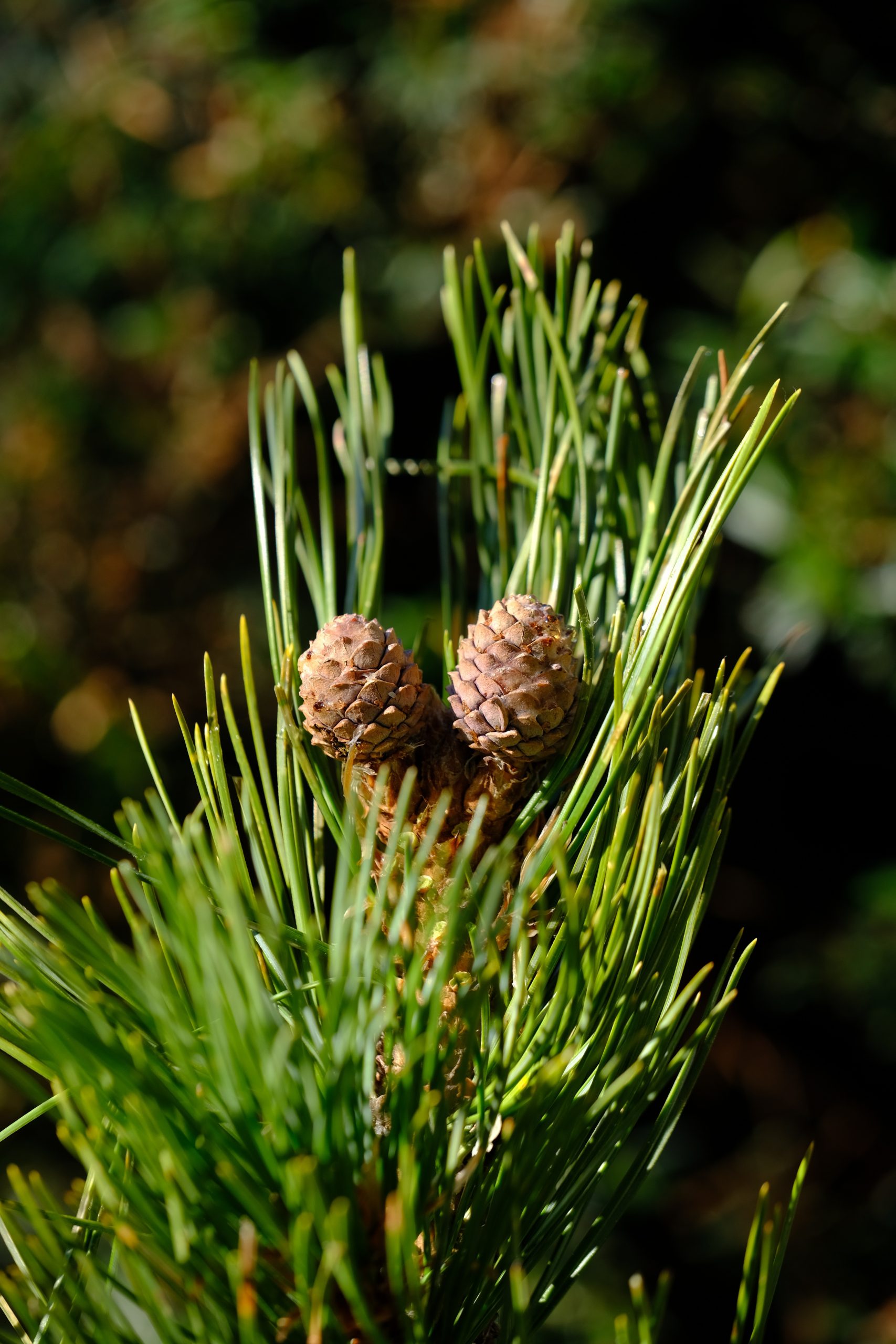 Die Vorzüge von Zirbenholz