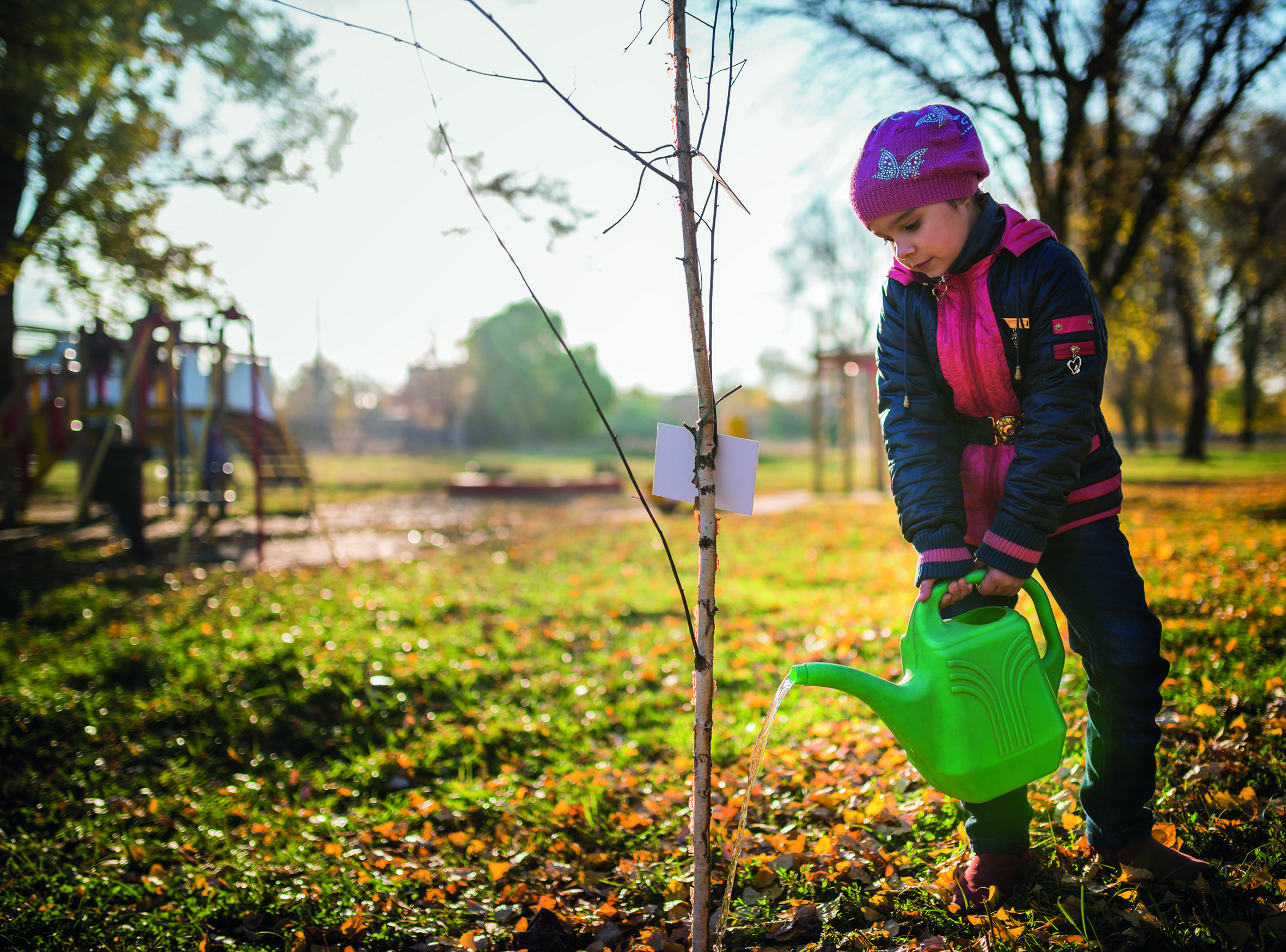 HERBSTZEIT IST PFLANZZEITTipps für den Garten