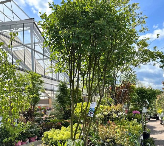 Gartencenter Streb