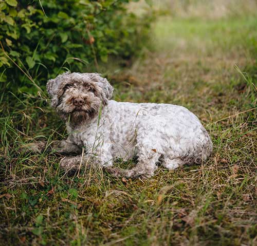 Trüffelhund