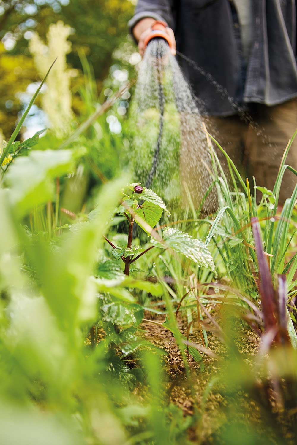 Wasser sparen im Garten