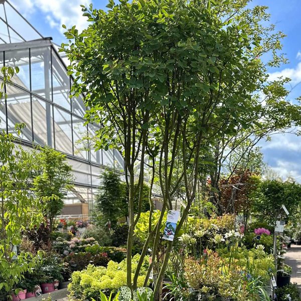 Gartencenter Streb